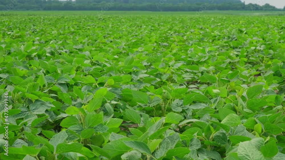 green soybeans in the field during flowering