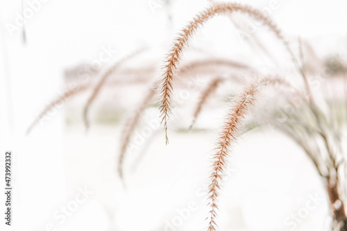Close up of grass flower for background