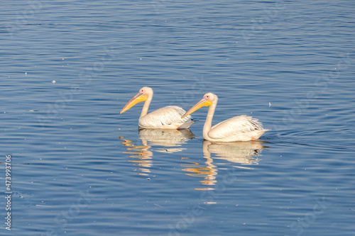 Great white pelicans stopping in Israel during migration.