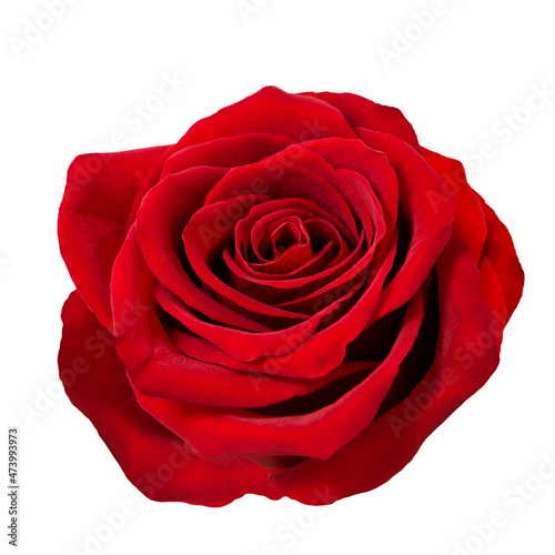 Fototapeta Naklejka Na Ścianę i Meble -  Red rose flower head white background