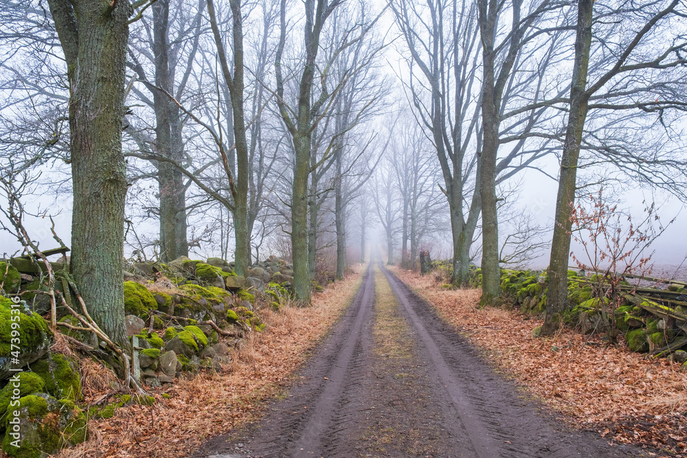 Tree lined dirt road with fog in the countryside