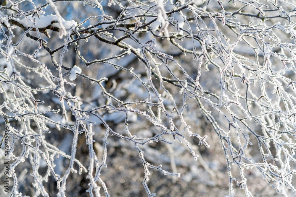 Hoarfrost on twigs in very cold day. Hoarfrost on twigs in very cold day.
