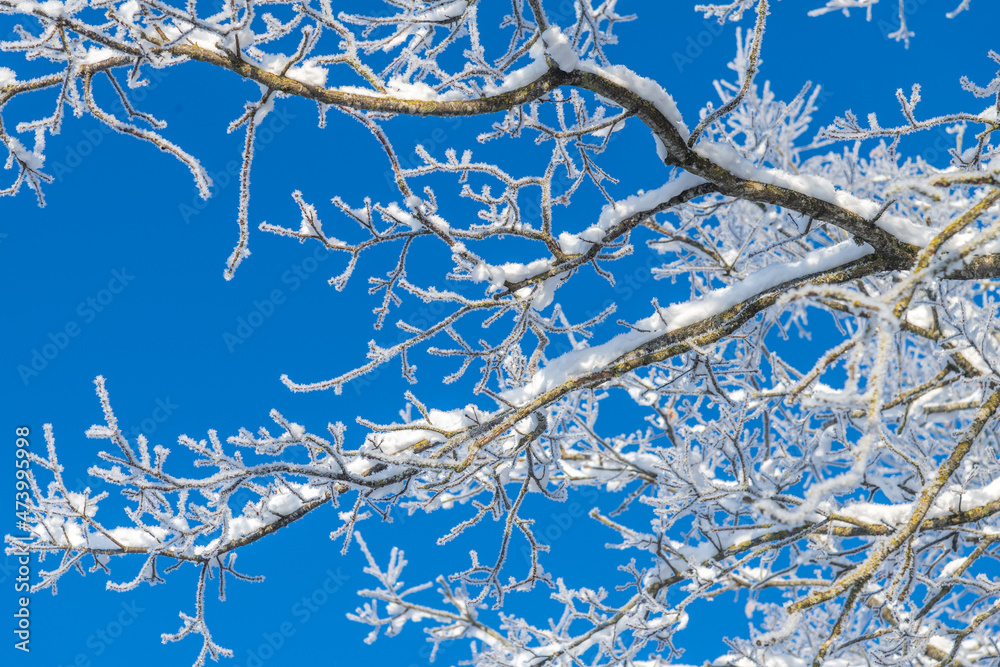 Hoarfrost on twigs in very cold day. Hoarfrost on twigs in very cold day.
