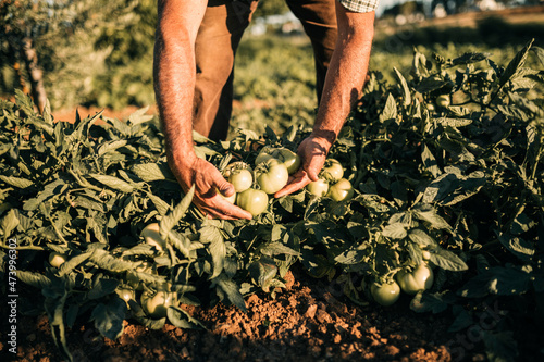 Male farm worker picking tomatoes at vegetable farm photo