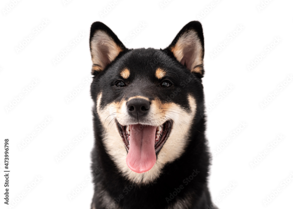 A 6 month old Shiba Inu puppy isolated on a white background.