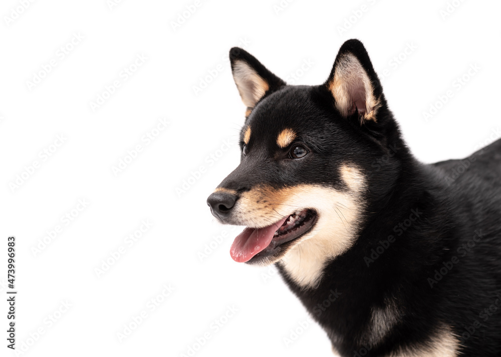 A 6 month old Shiba Inu puppy isolated on a white background.