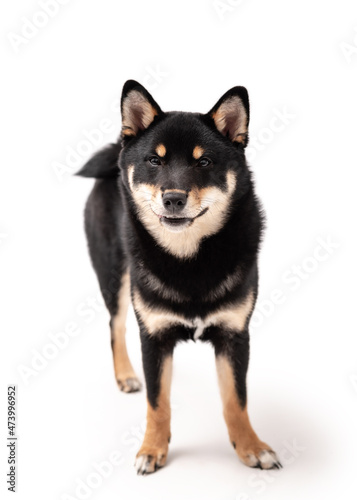 A 6 month old Shiba Inu puppy isolated on a white background.