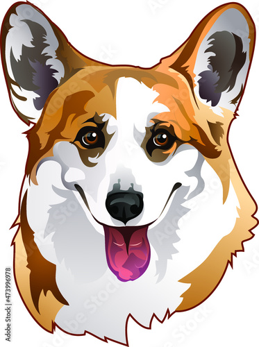 portrait dog of breed corgi 
