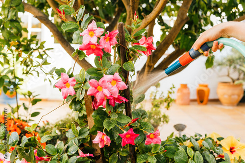 Woman watering plants through hose in garden photo