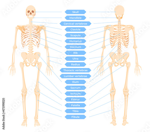 Diagram human skeletal system vector illustration. Main parts of anatomy bones medical body pieces