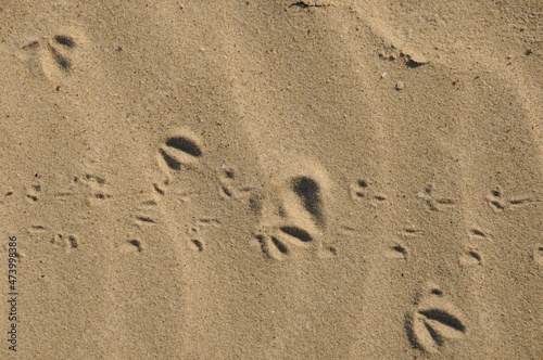 The surface of the sea on the sand, waves on the beach a