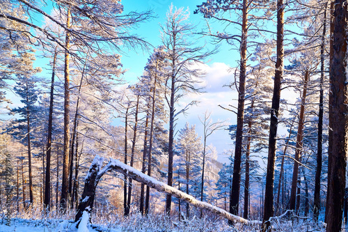 Fototapeta Naklejka Na Ścianę i Meble -  Pine trees on a hillside or mountain and blue sky in the background in Siberia near Lake Baikal in Russia