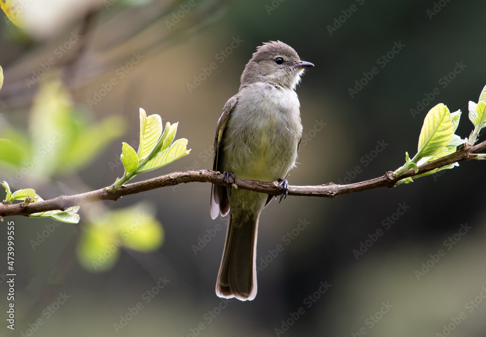 Bird perched on tree trunk