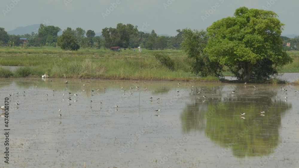 scenic of birds in rice plantation,landscape of rural paddy field. scenic of birds in rice plantation,landscape of rural paddy field.