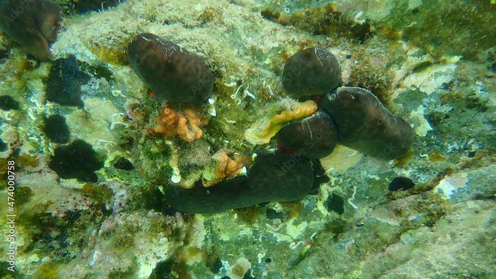 Kidney sponge (Chondrosia reniformis) and bryozoa or moss animal Schizomavella (Schizomavella) linearis undersea, Aegean Sea, Greece, Halkidiki Kidney sponge (Chondrosia reniformis) and bryozoa or moss animal Schizomavella (Schizomavella) linearis undersea, Aegean Sea, Greece, Halkidiki