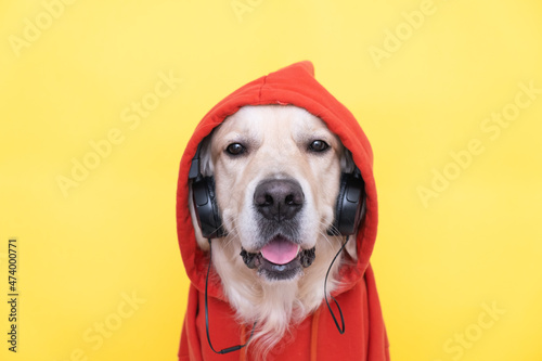 On a yellow background sits a cute dog wearing headphones and a red sweatshirt with a hood. Golden Retriever listens to music. Banner with a dog.