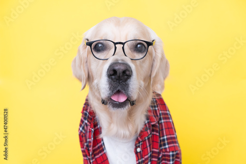 The dog in glasses and a red shirt sits on a yellow background. Golden Retriever dressed as a programmer, teacher or businessman.