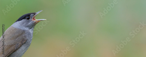 Fotografia Eurasian Blackcap (Sylvia atricapilla) warbler profile portrait with beak open w