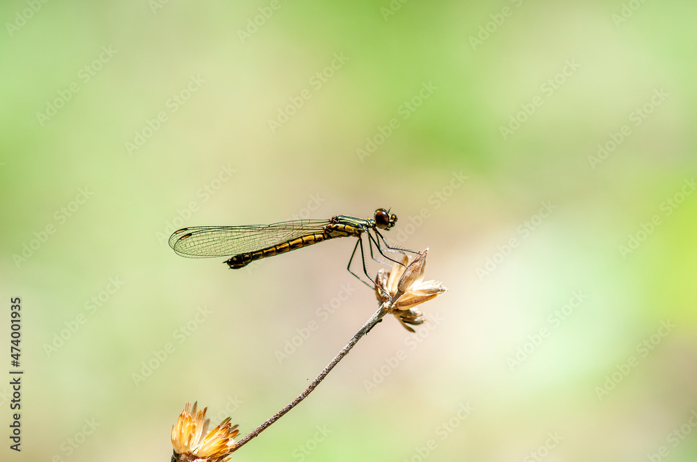 dragonfly resting on a branch dragonfly resting on a branch