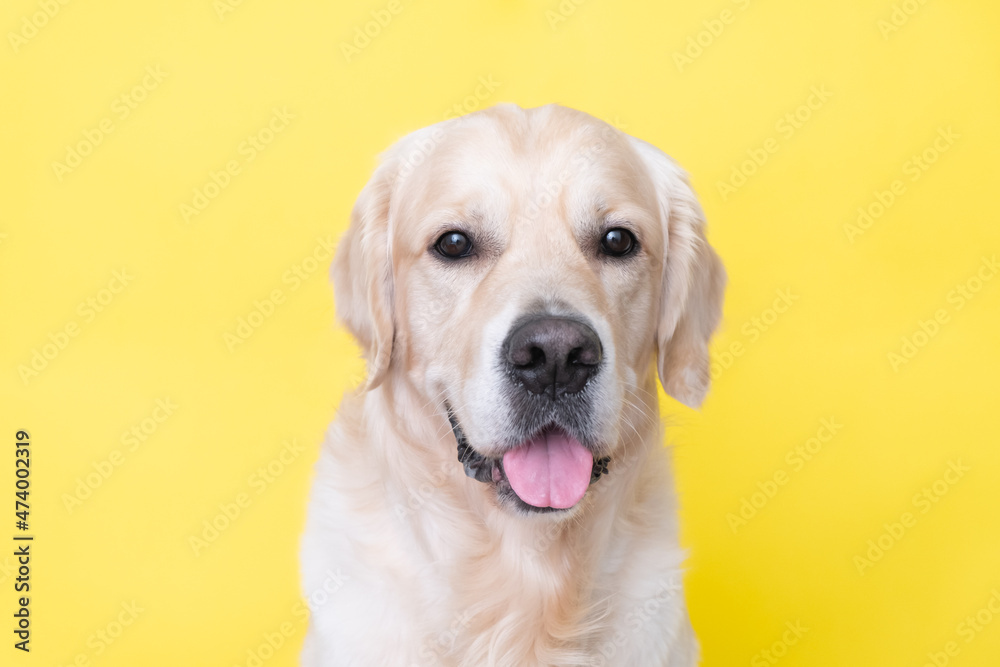 Portrait of a happy dog on a yellow background. The golden retriever looks at the camera.