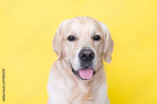Portrait of a happy dog on a yellow background. The golden retriever looks at the camera. © deine_liebe