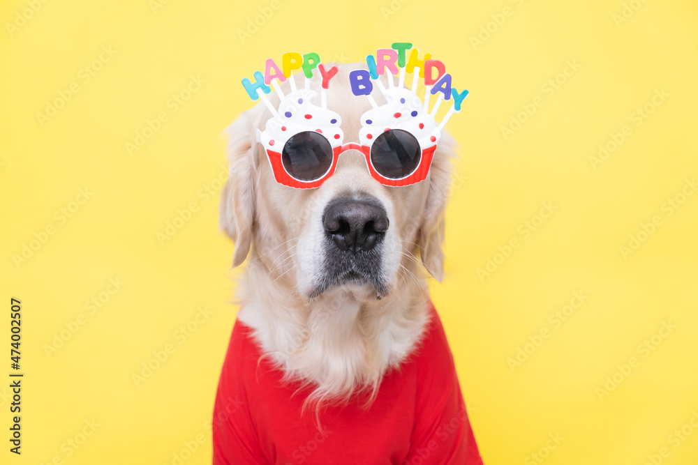 A cute dog is sitting on his birthday party wearing glasses and clothes on a yellow background. A holiday for pets. Birthday card.