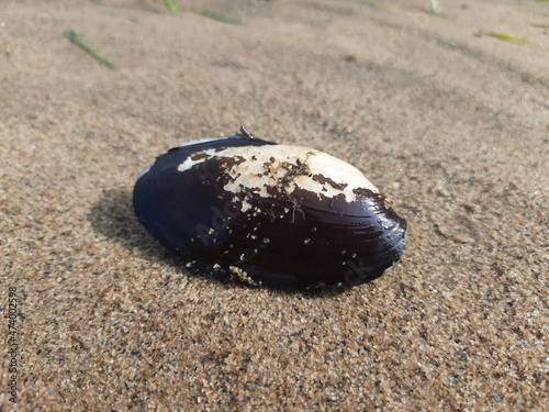 Unio pictorum shell.
Unio pictorum or painter's mussel is a species of medium sized freshwater mussel. These an aquatic bivalve mollusk in the family Unionidae, the river mussels.
 photo
