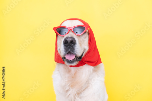 Fashionable dog with funny glasses and a scarf sits on a yellow background. Golden Retriever dressed up for a stylish article.