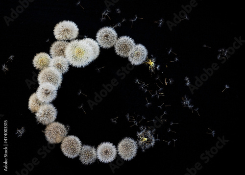 Crescent shape made of dandelion seed heads photo