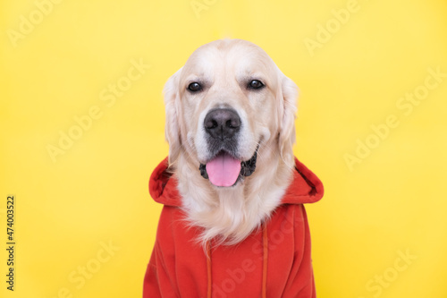 Dog in a red sweatshirt with a hood. Golden retriever in clothes sits on a yellow background.