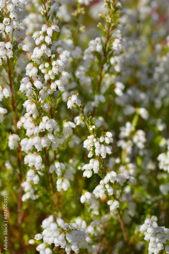 Fototapeta premium White bell heather