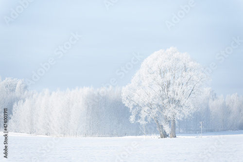 snow covered trees in winter frozen forest blue sky landscape simple