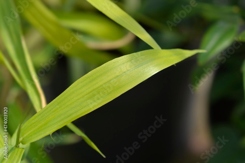 Pygmy Bamboo