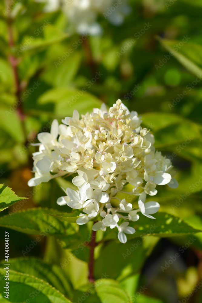 Paniculate hydrangea Little Lime Paniculate hydrangea Little Lime