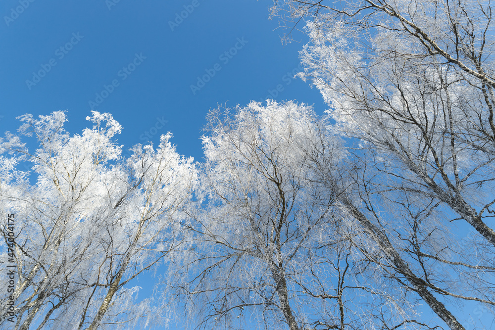 snow covered frozen birch tree in blue sky sun shining contrast 