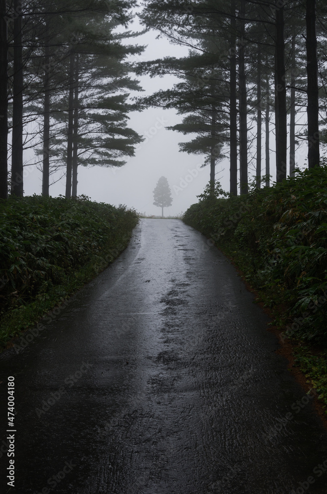Fototapeta premium 霧雨の中の一本道の先にある一本の木