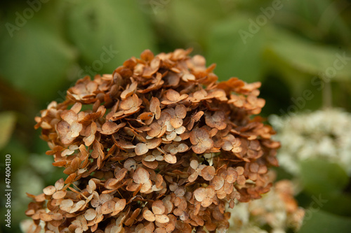 dried brown flowers close-up. hydrangea. flowers in the garden. bushes with flowers. background with flowers