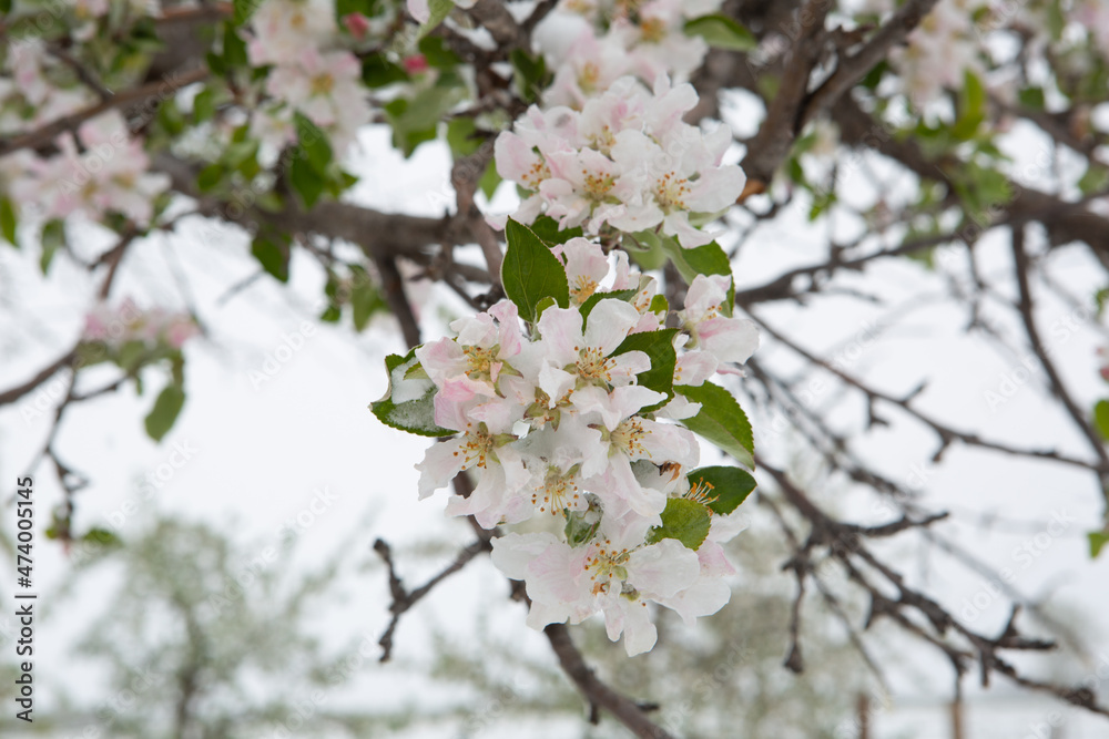 White Apple blossoms in snow