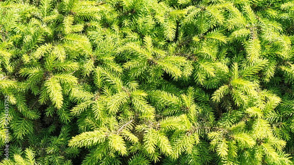 Closeup of pine tree needles. Sochi, Russia. Closeup of pine tree needles. Sochi, Russia.