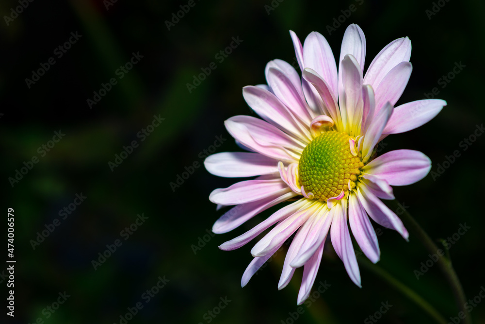 Obraz premium White purple chrysanthemum