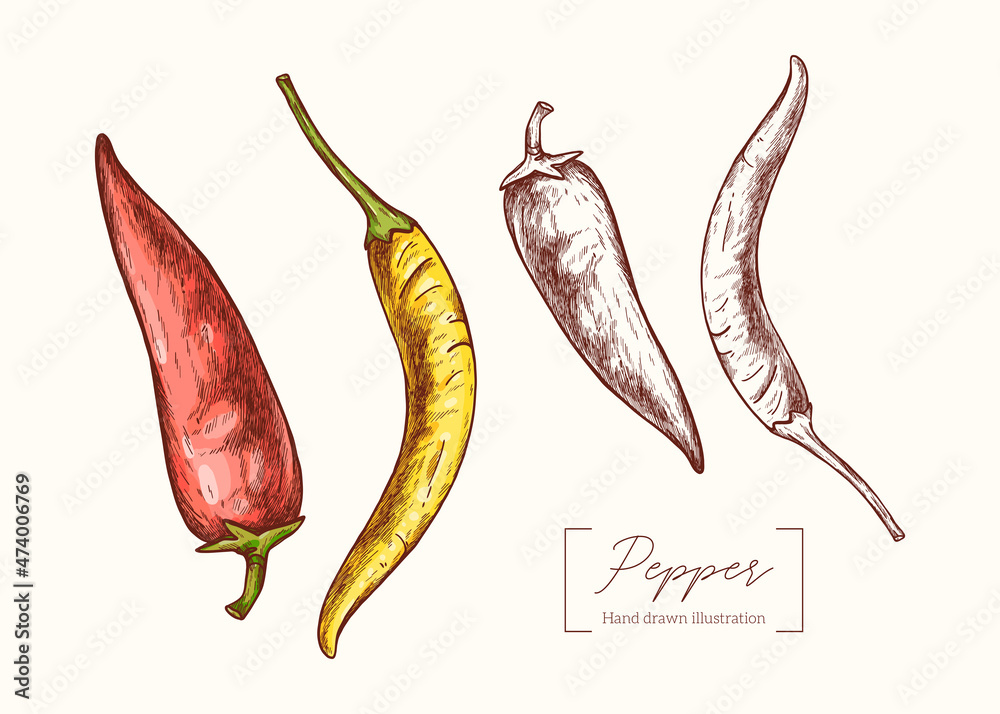 Vector hand drawn chili pepper illustration in vintage engraving style