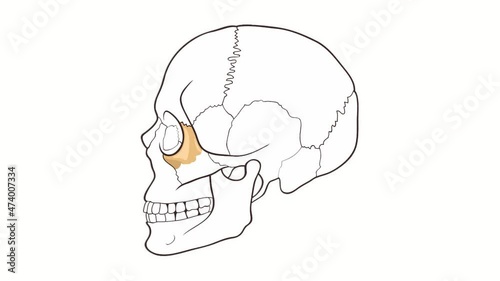 Human Skull side view Cheekbone whiteboard animation