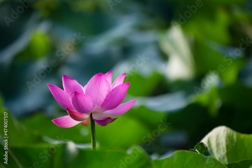 Lotus in full bloom  in the park in the pond