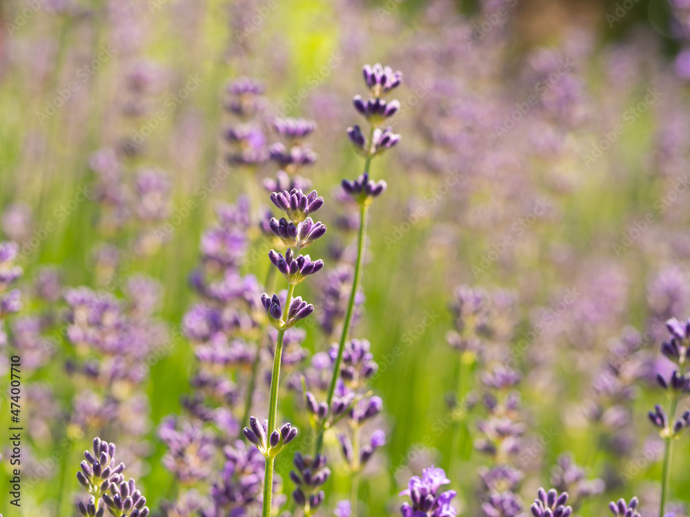 Lavender flowers (Lavandula) in bloom Lavender flowers (Lavandula) in bloom
