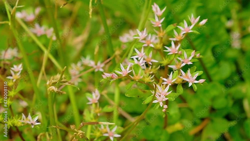 Beautiful nature, delicate pink flowers waving in the wind in the field, close-up Beautiful nature, delicate pink flowers waving in the wind in the field, close-up