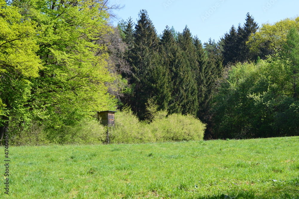 Beautiful forest in Franconia
