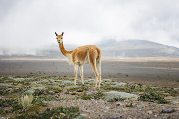 Sierkussen Lama Vicuña aan de voet van Chimborazo  © Ludovic