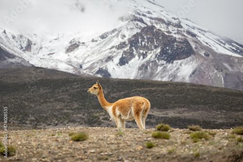 Vigogne in Chimborazo photo