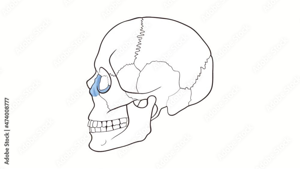 Human Skull side view Maxilla whiteboard animation Human Skull side view Maxilla whiteboard animation