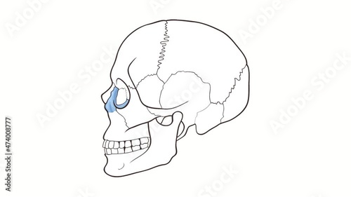 Human Skull side view Maxilla whiteboard animation